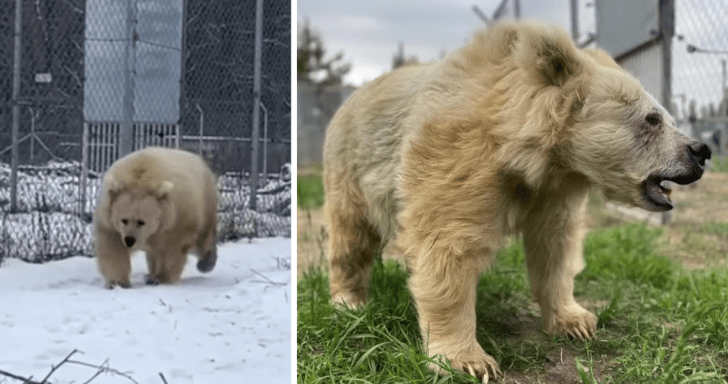 Old Circus Bear Gets Rescued After 20 Years Of Living In Cage