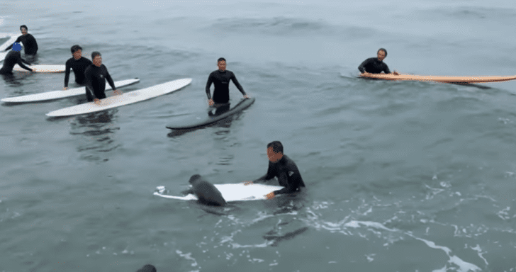 Orphaned Seal Pup Comes To Say Hello To Surfers