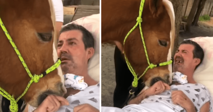 Service Horse Shares An “Inexplicable Moment” With Sick Man