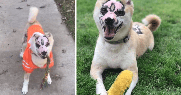 Brave Dog Who Survived House Fire Becomes Therapy Dog For Burn Victims Like Him