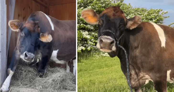 Blind Senior Cow Finds Forever Home Under A Loving Couple’s Care