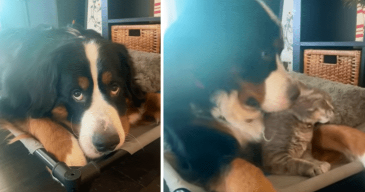 Funny Dog Tells Mom Where The Cat Is Hiding