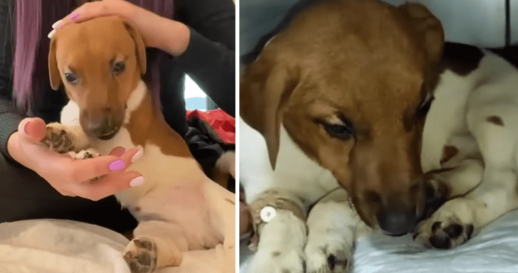 Puppy With Cerebral Palsy Finds A Loving Home After Nearly Being Put Down