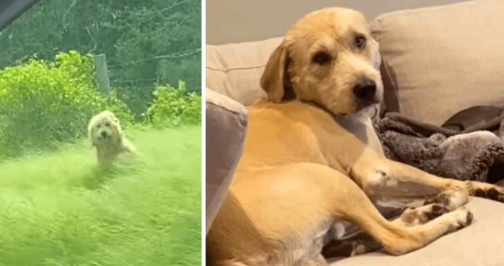 Loving Family Spots Abandoned Dog On Side Of Highway And Rescues Him