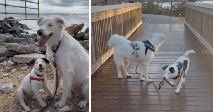 Deaf And Blind Dog Forms A Close Bond With Adopted Deaf Puppy