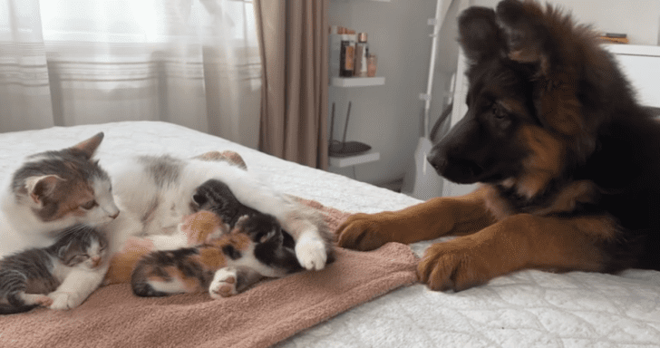 Adorable German Shepherd Puppy Meets His Cat Sibling’s Newborn Kittens For The...