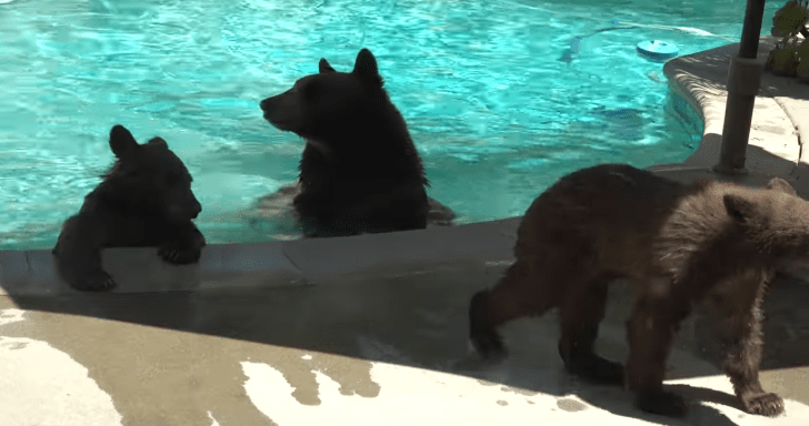 Mama Bear Goes For A Quick Dip In The Pool With Her Two Cubs