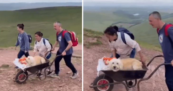 Man Uses Wheelbarrow To Take His Terminally-Ill Dog To His Favorite Place For Th...