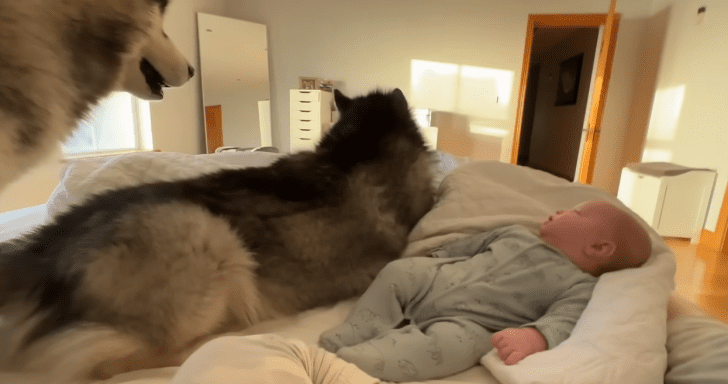 Playful Husky Gets Embarrassed When Baby Falls Over