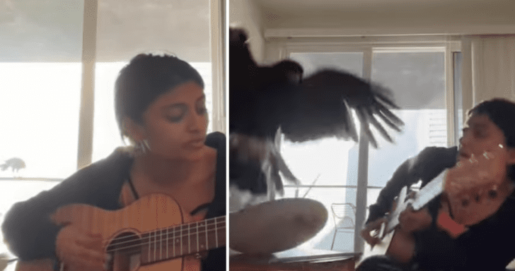 Oblivious Girl Unknowingly Lures Curious Hawk In While Playing The Guitar