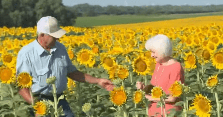 Loving Husband Plants 1.2 Million Sunflowers For His 50th Wedding Anniversary To...