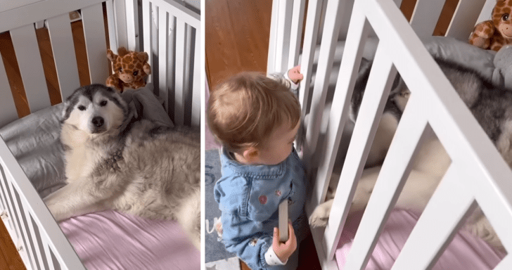 Sweet Toddler Lets Pet Husky Sleep In Her Bed