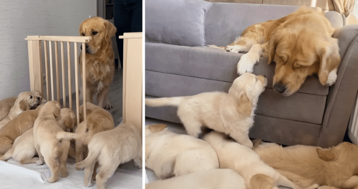 Golden Retriever Dad Meets His Babies For The First Time