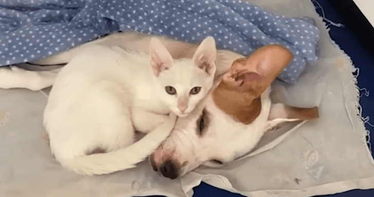 Rescue Cat Becomes Disabled Dog’s Comfort Animal