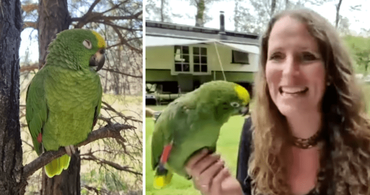 Traumatized Bird Caged For 7 Years Finds Freedom With New Loving Family