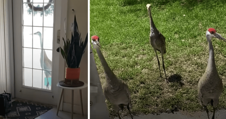 Friendly Crane Knocks On Door And Introduces His Whole Family To Human Friend