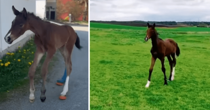 Foal Born With Large Body And Twisted Legs Learns How To Run