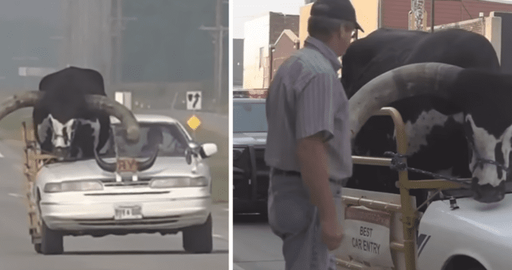 Man Driving With Bull In Passenger Seat Gets Pulled Over By Cops