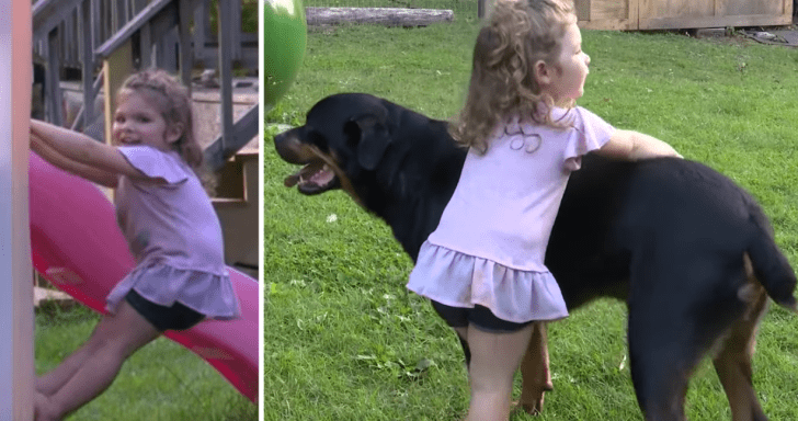 Missing Toddler Is Found Unharmed Thanks To Two Loyal Family Dogs