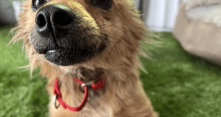 Rescue Dog With A Beautiful Smile Finds Forever Home