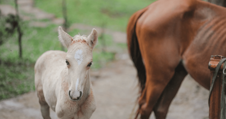 Concerned Mama Horse Runs Fast To Protect Crying Foal