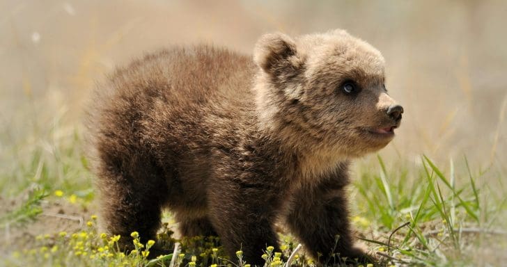 Hiker Risks Jail Time To Save Dying Bear Cub